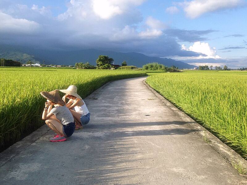 池上（备选：花东纵谷）：伯朗大道旁的稻浪